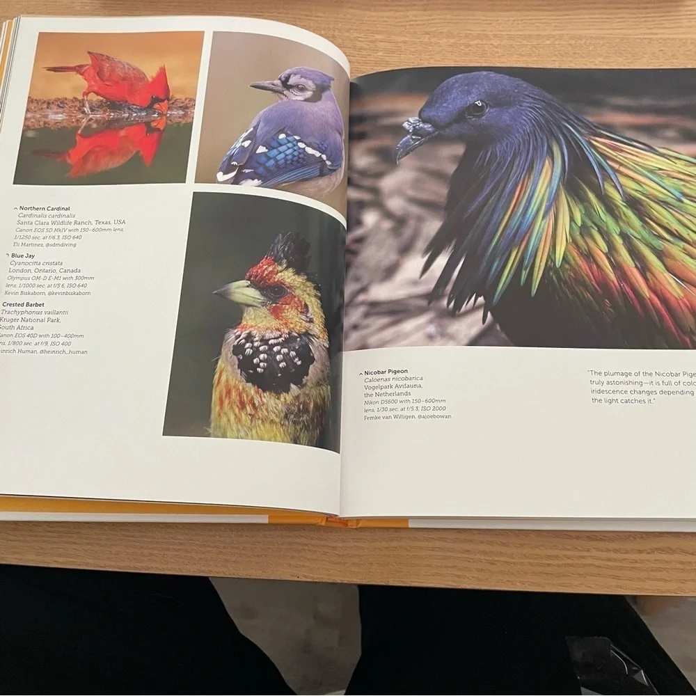 Birds of Instagram: Extraordinary Images from Around the World Hardcover Book